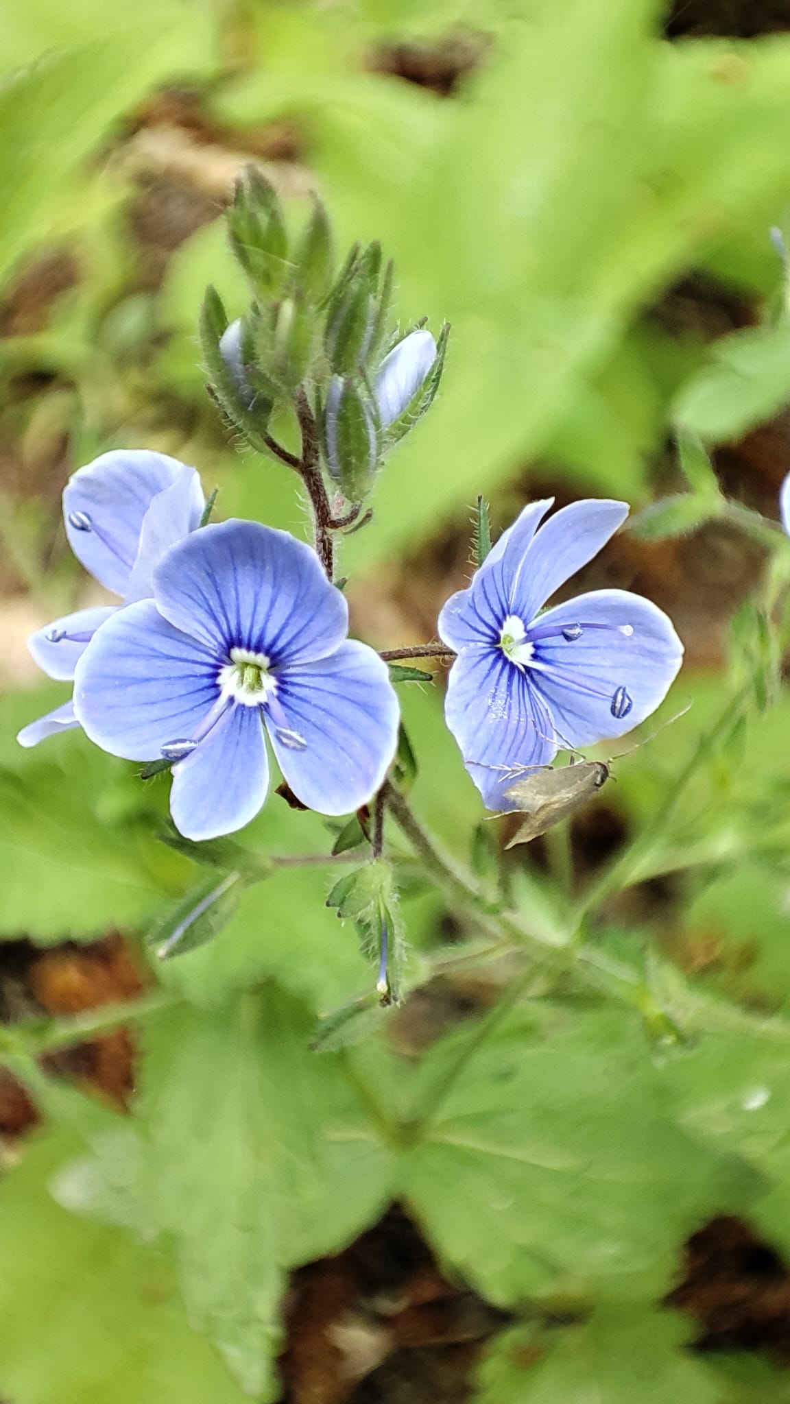 pentru femeile pe fuga